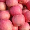 山东沂蒙山销售优质红富士苹果