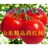 出售山东优质西红柿
