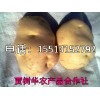 土豆批发    冀張薯8号，  紫花白，  青薯9号