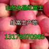 山东苹果种植基地红富士苹果产地供应