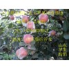 山东红富士苹果最新基地价格18354426263