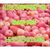 １５９５３９８１６８８山东红富士苹果苹果价格
