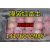 大量供应山东万亩红富士苹果