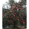 山东红富士苹果产地供应最新批发价格18354426263