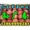 富士/苹果批发价格13969999291