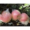山东红富士苹果产地、纸袋红富士苹果最新报价