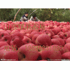 13626331680红富士苹果批发红富士苹果最新供应价格