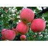 山东红富士苹果价格红富士苹果产地红富士苹果产地批发价格