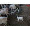 昆明市杜泊绵羊养殖效益