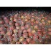 2015陕西红富士苹果种植基地红富士苹果产地最新价格
