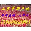 13969960993供应山东红富士苹果基地