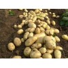 供应土豆产地价格，山东土豆批发基地，山东土豆种植基地