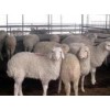 山东旭旺养殖场冬季销售一批宰杀肉羊