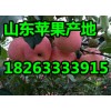 山东苹果批发18263333915