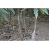 山东沂蒙霜红桃苗种植基地大促销赔本卖价格优惠向雾霾宣战！
