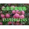 山东红富士苹果批发价格山东苹果种植基地