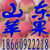 山东苹果代购代销18660922218