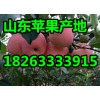 山东冷库红富士苹果大降价１８２６３３３３９１５