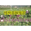 〈核桃苗山楂苗樱桃苗钙果苗文冠果苗板栗苗桃树苗〉