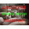 山东猪场出售仔猪价格15863876687
