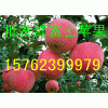 １５７６２３９９９７９山东红富士苹果批发价格