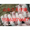 山东仔猪大量供应山东仔猪价格15863876687