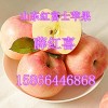 山东红富士苹果最新批发价格/山东苹果种植基地/冷库红富士价格