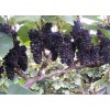 葡萄苗—夏黑葡萄苗特色的测土配方施肥技术