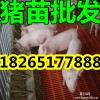 哪里的猪仔猪苗价格便宜 浙江三元苗猪行情