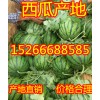 15266688585山东油桃降价山东西瓜上市