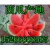 15266688585山东薄皮西瓜产地行情