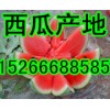 １５２６６６８８５８５山东红壤西瓜产地行情