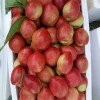 低价批发山东优质油桃，126黄油桃，春雪突围毛桃