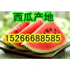 15266688585山东京欣西瓜产地价格
