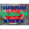 西瓜产地皮薄味甜.红壤/保熟/货源充足