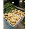 哪里土豆多/批发荷兰十五号土豆什么价格·