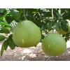 惠丰农民养殖是专业的澄迈无籽蜜柚批发商|低价供应澄迈无籽蜜柚