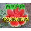 １５２６６６８８５８５今日西瓜批发三毛了