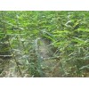 皂角树苗上哪家买比较好，皂角基地