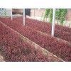 青州红叶李树苗基地——想要品种好的红叶李小苗就来巨春果树苗木