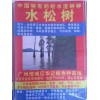 水松树苗，水松苗，水杉苗，水松树种苗