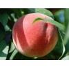 供应金秋红桃树苗——哪里能买到超值的金秋红桃苗