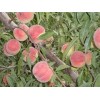 想要易种植的春雪桃树苗就来国兴瓜果蔬菜：哪里有春雪桃树苗