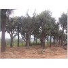 绿化大树基地出售优质的柿子树|潍坊直径30公分柿子树代理加盟