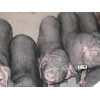哪里有苏太猪养殖技术 新品苏太猪市场价格情况