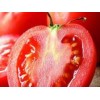青州有机蔬菜|物超所值的有机西红柿推荐