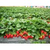 优质草莓苗出售 优质草莓苗批发 优质草莓苗价格