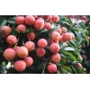 祥麟苹果基地-知名的海南热带水果供货商_万宁热带水果