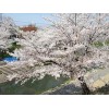 种植绿化大树——易种植的樱花树出售