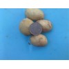 晓霖-有知名度的小土豆批发商 小土豆代理